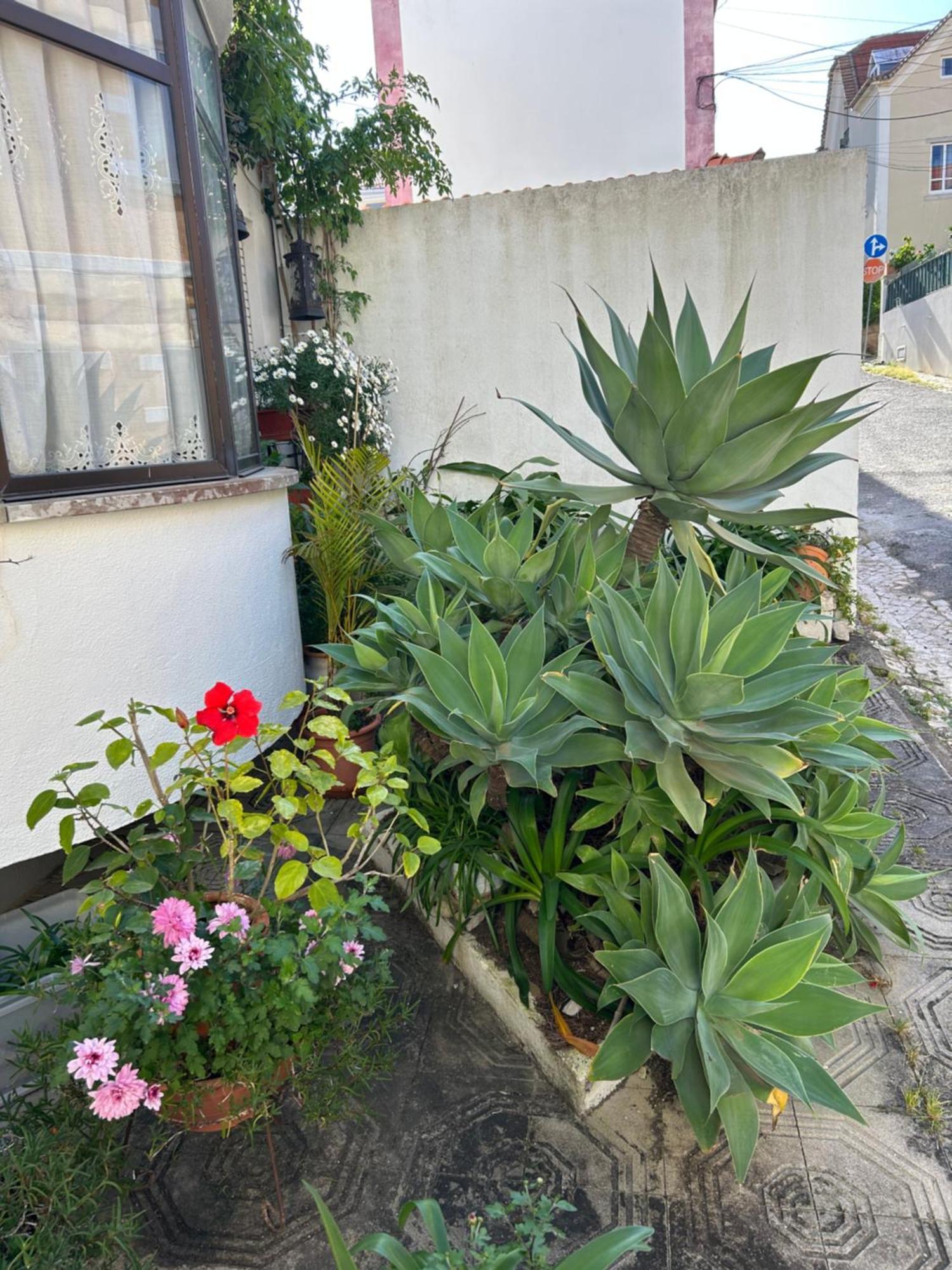 Bela Vista Apartamento Estoril Cascais מראה חיצוני תמונה